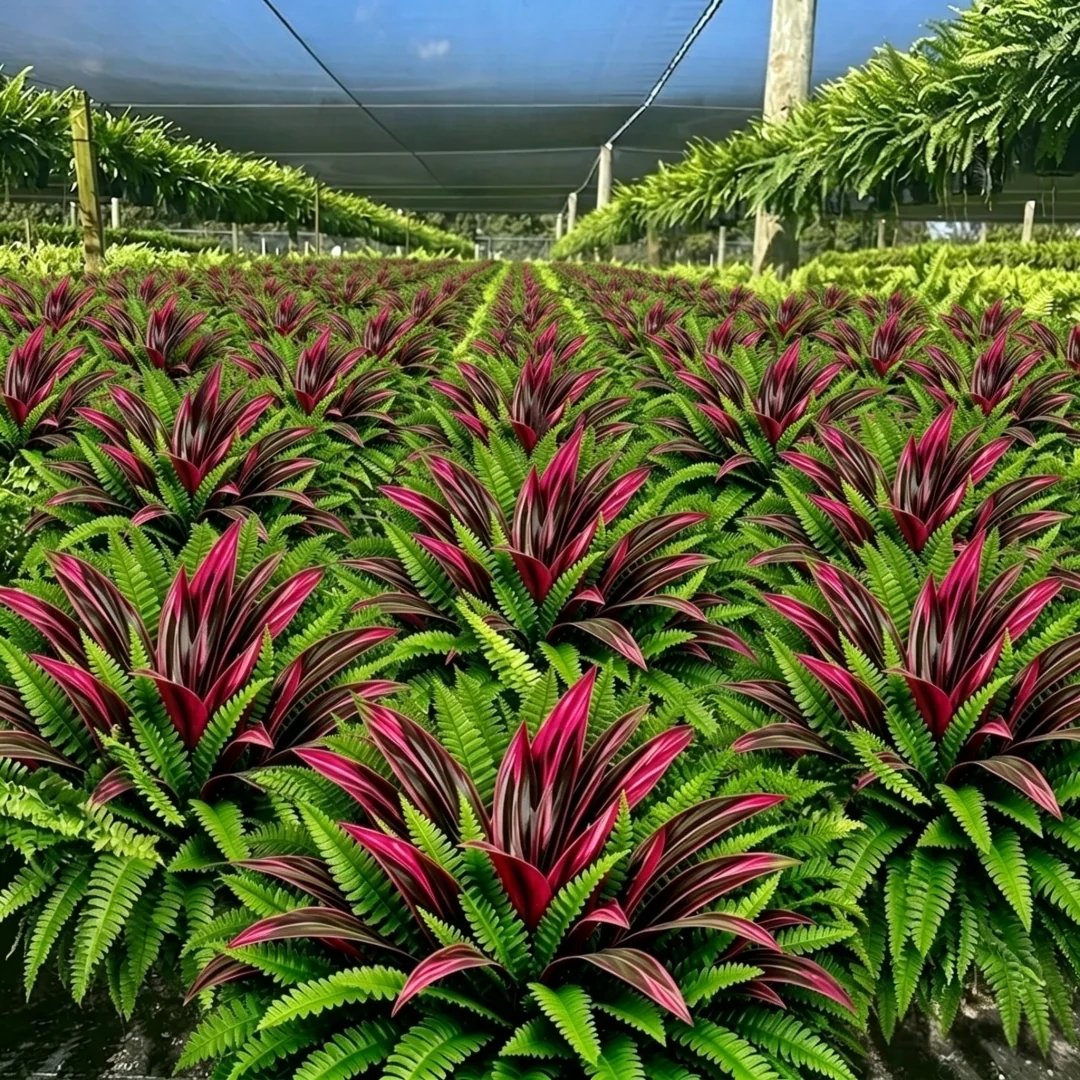 💥Summer Special🔥 UV-resistant artificial ferns & red dragon trees – Full, lush & colourfast!